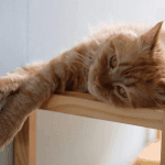 Hình ảnh bé mèo cam đang nằm thư giãn trên kệ gỗ - Minh họa cho những điều cấm kỵ khi nuôi mèo và các sai lầm khi nuôi mèo phổ biến mà chủ nuôi cần tránh.