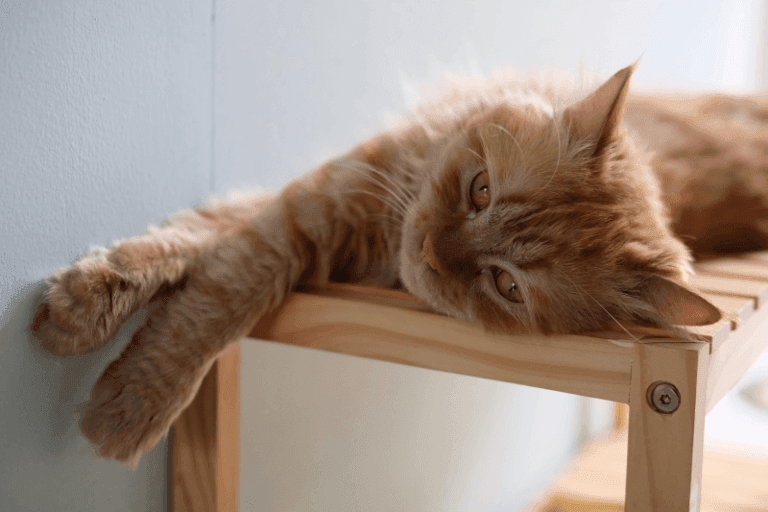 Hình ảnh bé mèo cam đang nằm thư giãn trên kệ gỗ - Minh họa cho những điều cấm kỵ khi nuôi mèo và các sai lầm khi nuôi mèo phổ biến mà chủ nuôi cần tránh.