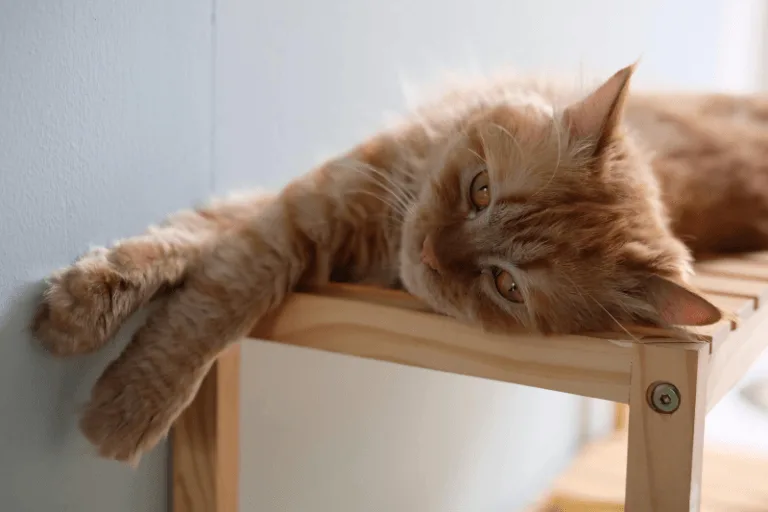 Hình ảnh bé mèo cam đang nằm thư giãn trên kệ gỗ - Minh họa cho những điều cấm kỵ khi nuôi mèo và các sai lầm khi nuôi mèo phổ biến mà chủ nuôi cần tránh.