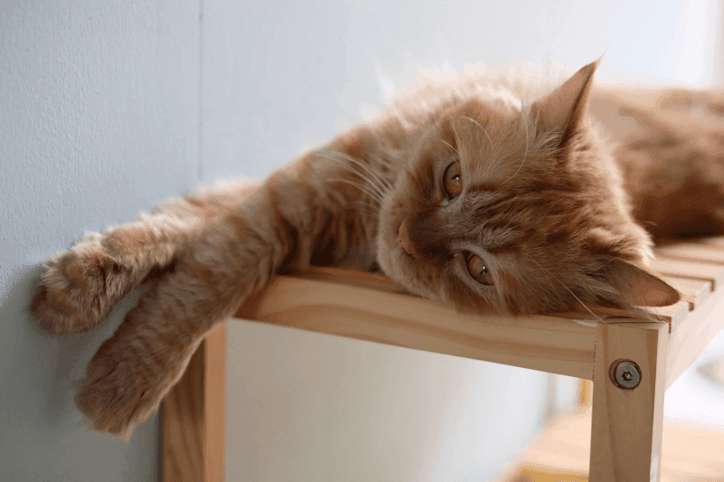 Hình ảnh bé mèo cam đang nằm thư giãn trên kệ gỗ - Minh họa cho những điều cấm kỵ khi nuôi mèo và các sai lầm khi nuôi mèo phổ biến mà chủ nuôi cần tránh.