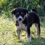 Hình ảnh chú chó con bị bỏ rơi ở bụi cỏ. Bài viết chia sẻ kinh nghiệm cần thiết khi bạn vô tình nhặt được chó con ngoài đường.