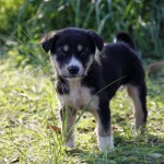 Hình ảnh chú chó con bị bỏ rơi ở bụi cỏ. Bài viết chia sẻ kinh nghiệm cần thiết khi bạn vô tình nhặt được chó con ngoài đường.