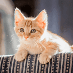 Hình ảnh chú mèo cam nằm ngoan trên ghế sofa nhờ áp dụng cách dạy mèo con không chạy ra đường hiệu quả