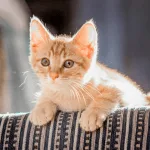 Hình ảnh chú mèo cam nằm ngoan trên ghế sofa nhờ áp dụng cách dạy mèo con không chạy ra đường hiệu quả