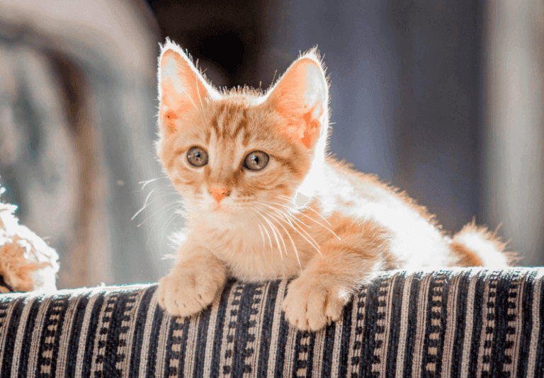 Hình ảnh chú mèo cam nằm ngoan trên ghế sofa nhờ áp dụng cách dạy mèo con không chạy ra đường hiệu quả