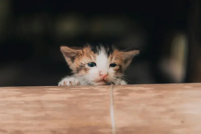 mèo con trong môi trường tự nhiên, nằm thoải mái trên tấm gỗ