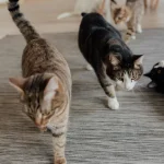 Hình ảnh 3 chú mèo khỏe mạnh đang đi lại trong nhà, minh họa cho hiệu quả của việc phòng ngừa bệnh giảm bạch cầu ở mèo và tiêm vaccine phòng bệnh giảm bạch cầu định kỳ để bảo vệ thú cưng.