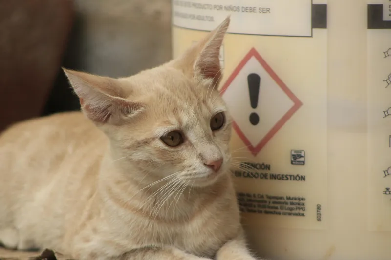 Hình ảnh minh họa chú mèo bên cạnh bình thuốc có nhãn cảnh báo nguy hiểm (hình thoi chứa dấu chấm than), tượng trưng cho sự nguy cấp khi mèo mắc bệnh giảm bạch cầu ở mèo.