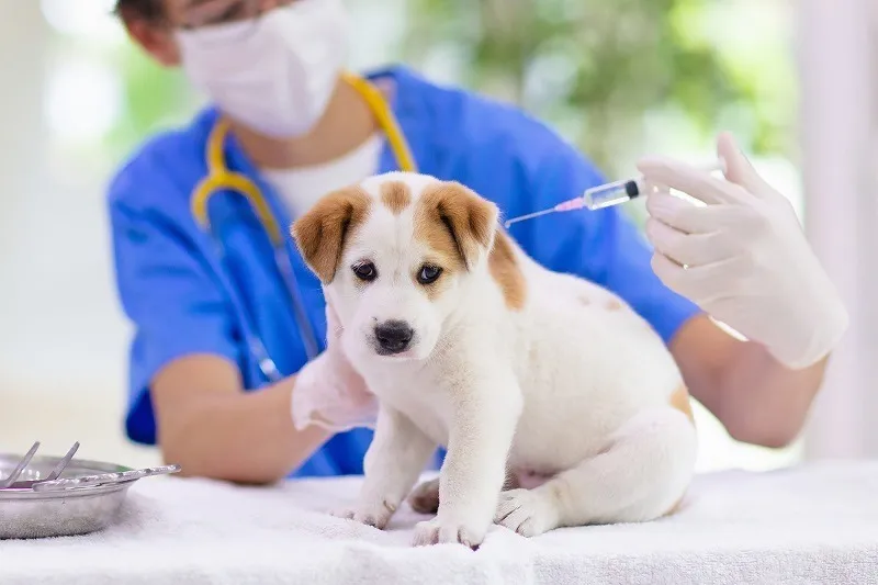 bác sĩ đang kiểm tra sức khỏe chó con đi lạc và tiêm thuốc cho chó con
