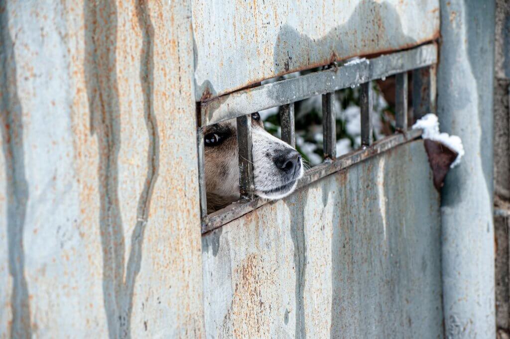 buôn bán trái phép và trộm cắp động vật