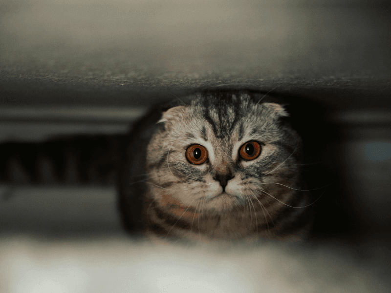 Bé mèo sợ hãi trốn sâu dưới gầm tủ. Áp dụng sai cách phạt mèo bằng bạo lực và tiếng ồn sẽ trực tiếp dẫn đến những dấu hiệu mèo bị stress nghiêm trọng.