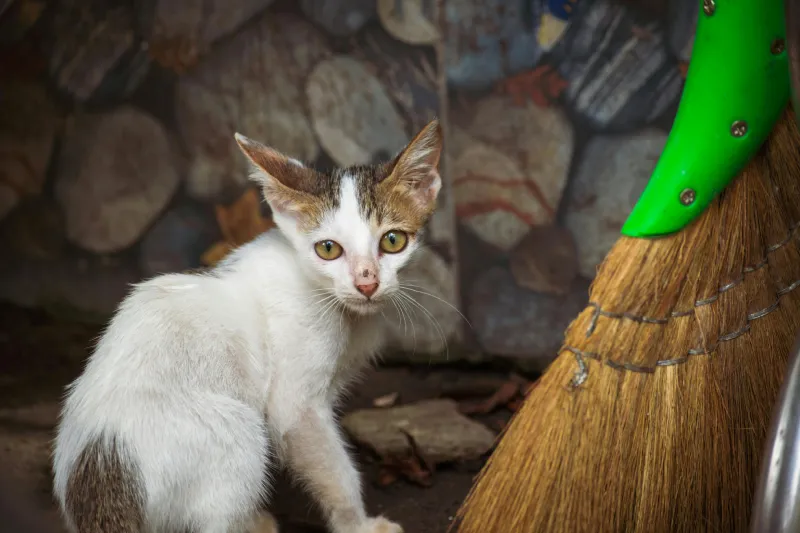 Hình ảnh chú mèo ngồi bên cạnh cây chổi, minh họa việc giữ gìn vệ sinh môi trường sống sạch sẽ là bước quan trọng trong cách chăm sóc mèo bị giảm bạch cầu tại nhà.