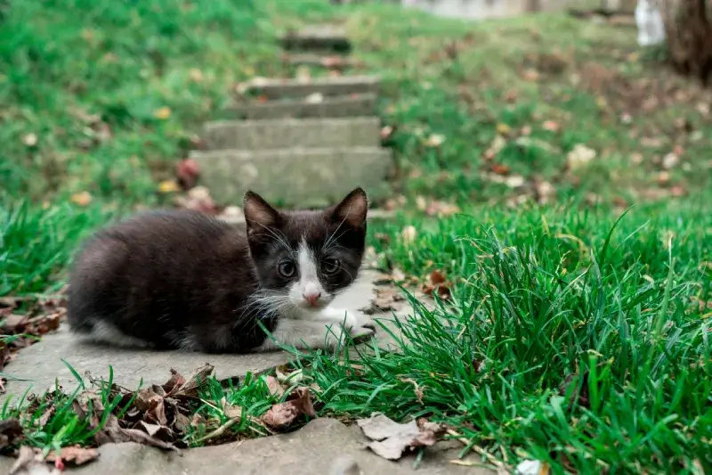 mèo con trong môi trường tự nhiên của mình