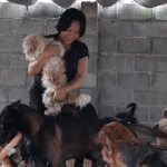 Hình ảnh các chú chó được chăm sóc tại một trạm