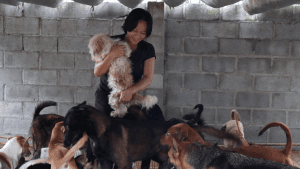 Hình ảnh các chú chó được chăm sóc tại một trạm