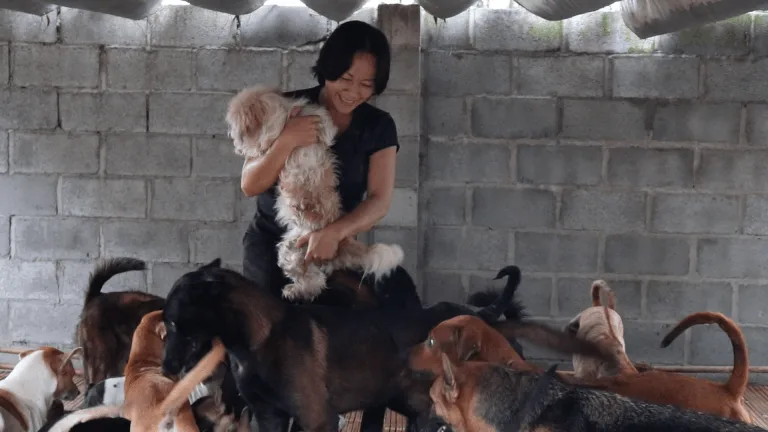 Hình ảnh các chú chó được chăm sóc tại một trạm