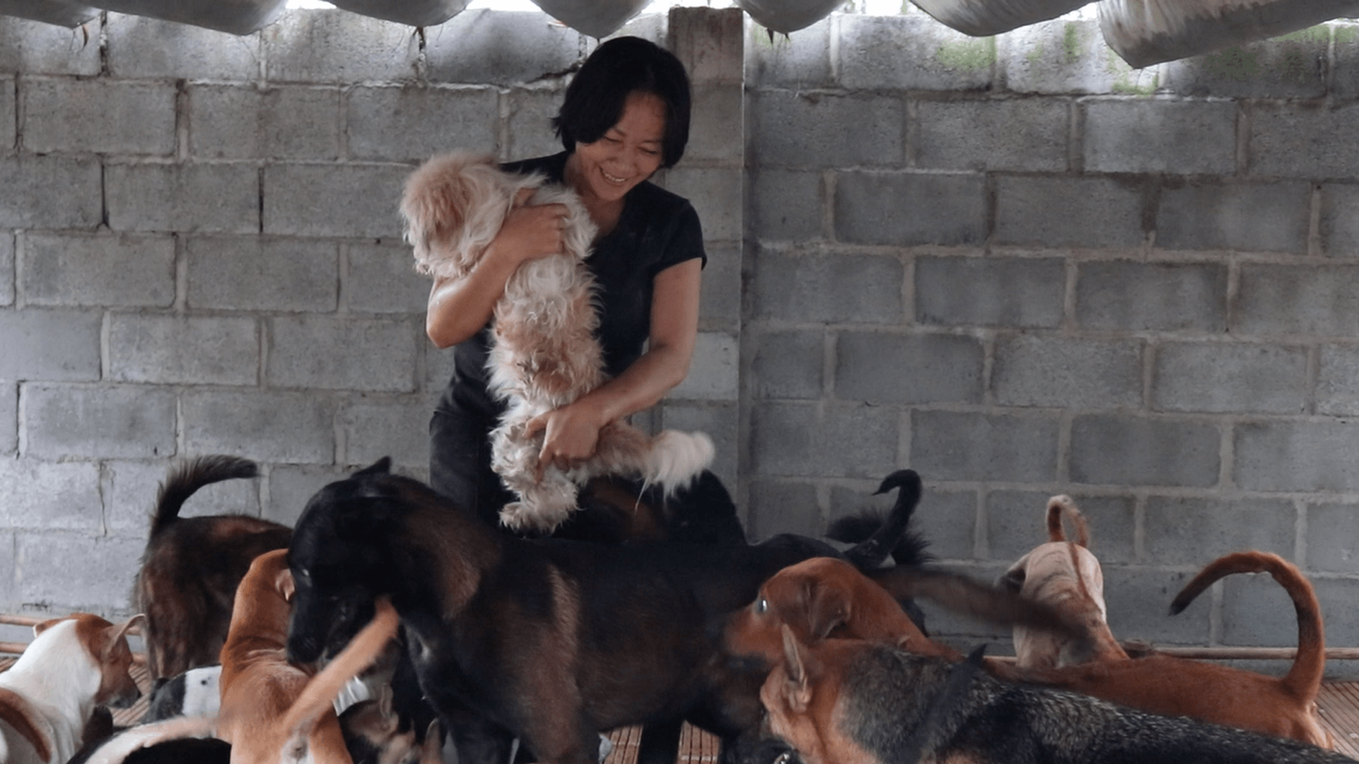 Hình ảnh các chú chó được chăm sóc tại một trạm