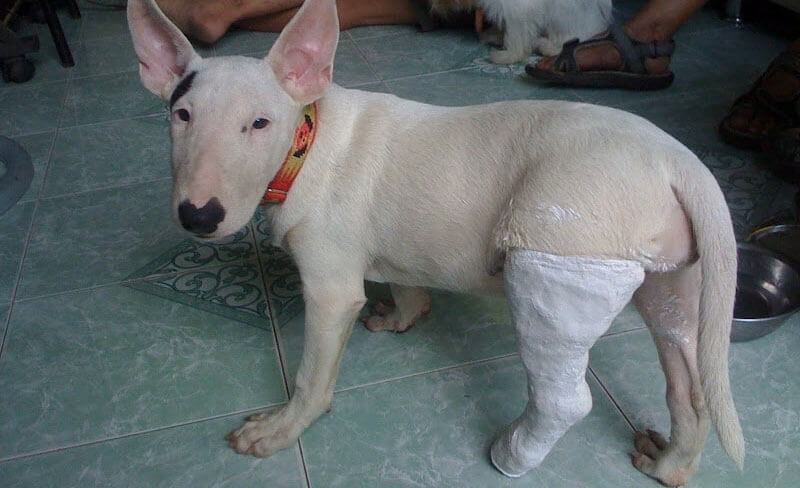 Nhận biết chó bị gãy chân