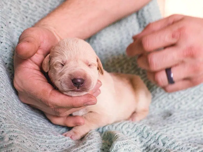 chăm sóc chó con 1 tháng tuổi
