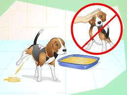 Cách huấn luyện chó đi vệ sinh đúng chỗ thành công và sạch sẽ