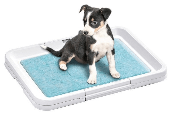 Cách huấn luyện chó đi vệ sinh đúng chỗ thành công và sạch sẽ