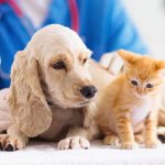 tiêm phòng cho chó mèo tại phòng khám thú y an toàn và đúng lịch