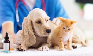 tiêm phòng cho chó mèo tại phòng khám thú y an toàn và đúng lịch