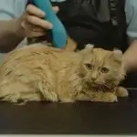 Chú mèo màu cam đang nằm yên trên bàn trong khi người thợ dùng tông đơ điện cạo lông tại tiệm grooming chuyên nghiệp.