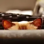 Hình ảnh đôi tai mèo lấp ló qua giỏ mây, minh họa dấu hiệu rận tai ở mèo và cách kiểm tra tai mèo tại nhà.