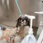 Một chú cún nhỏ đang được chủ tắm rửa cẩn thận bằng sữa tắm khử mùi, nước ấm và bọt tuyết để áp dụng cách tắm cho chó hết hôi hiệu quả tại nhà.