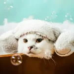 Chú mèo trắng tắm bồn với bóng nước.