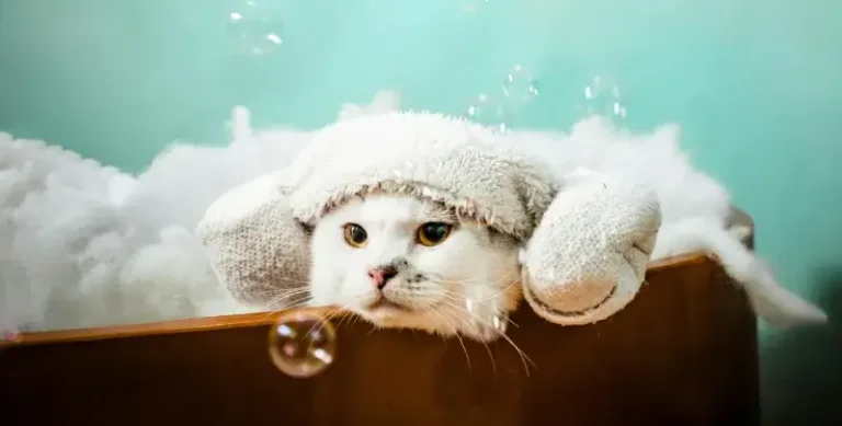 Chú mèo trắng tắm bồn với bóng nước.