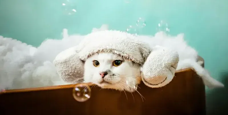 Chú mèo trắng tắm bồn với bóng nước.