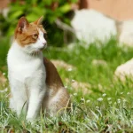 Hình ảnh minh họa cách trị bọ chét ở mèo và dấu hiệu mèo bị bọ chét thường gặp qua tập tính liếm lông.