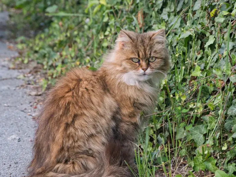 Chú mèo lông dài màu cam khói sang trọng đang ngồi kiêu sa bên hàng rào cây xanh mướt trong vườn.