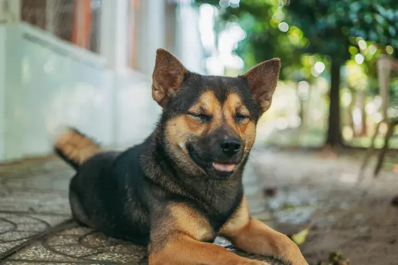 Chú chó đen nằm thoải mái trên sàn sân nhà sạch sẽ, minh họa cho việc dù được chăm sóc kỹ nhưng vẫn cần áp dụng cách tắm cho chó hết hôi đúng phương pháp để loại bỏ mùi tự nhiên.