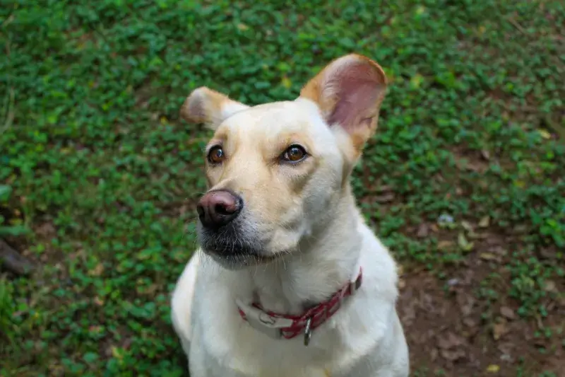 Tìm hiểu định nghĩa triệt sản cho chó và độ tuổi triệt sản chó tốt nhất qua ánh nhìn của cún cưng.