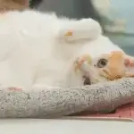 Chú mèo cam nằm cuộn tròn thoải mái trong ổ đệm êm ái, biểu tượng của sự bình yên sau khi thực hiện triệt sản cho mèo.