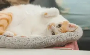 Chú mèo cam nằm cuộn tròn thoải mái trong ổ đệm êm ái, biểu tượng của sự bình yên sau khi thực hiện triệt sản cho mèo.