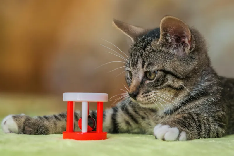 Mèo con mướp chơi với đồ chơi nhỏ màu đỏ và trắng, minh họa cho tầm quan trọng của việc nuôi dưỡng trí tò mò qua cách tập cho mèo con ăn đa dạng từ sớm để tránh kén ăn và đảm bảo đầy đủ dinh dưỡng cho mèo con.
