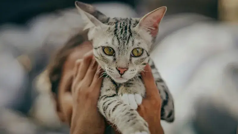 Chú mèo mướp ngoan ngoãn được chủ bế trên tay để kiểm tra sức khỏe trước khi chọn thời điểm triệt sản mèo phù hợp.