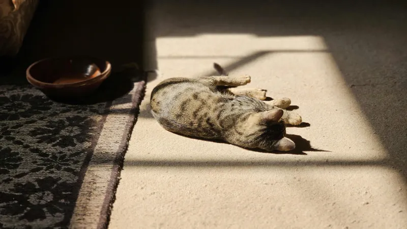 Mèo con nằm thư giãn dưới ánh nắng cạnh bát ăn trống, minh họa cho mẹo tạo không gian thoải mái trong cách tập cho mèo con ăn đa dạng và hào hứng với bữa ăn.