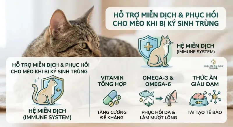 Infographic hướng dẫn bổ sung dinh dưỡng, vitamin và Omega cho mèo khi bị nhiễm ký sinh trùng rận tai.