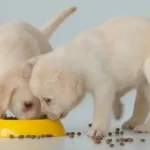 chó con đang ăn thức ăn cho chó con đúng cách