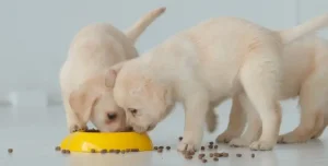chó con đang ăn thức ăn cho chó con đúng cách