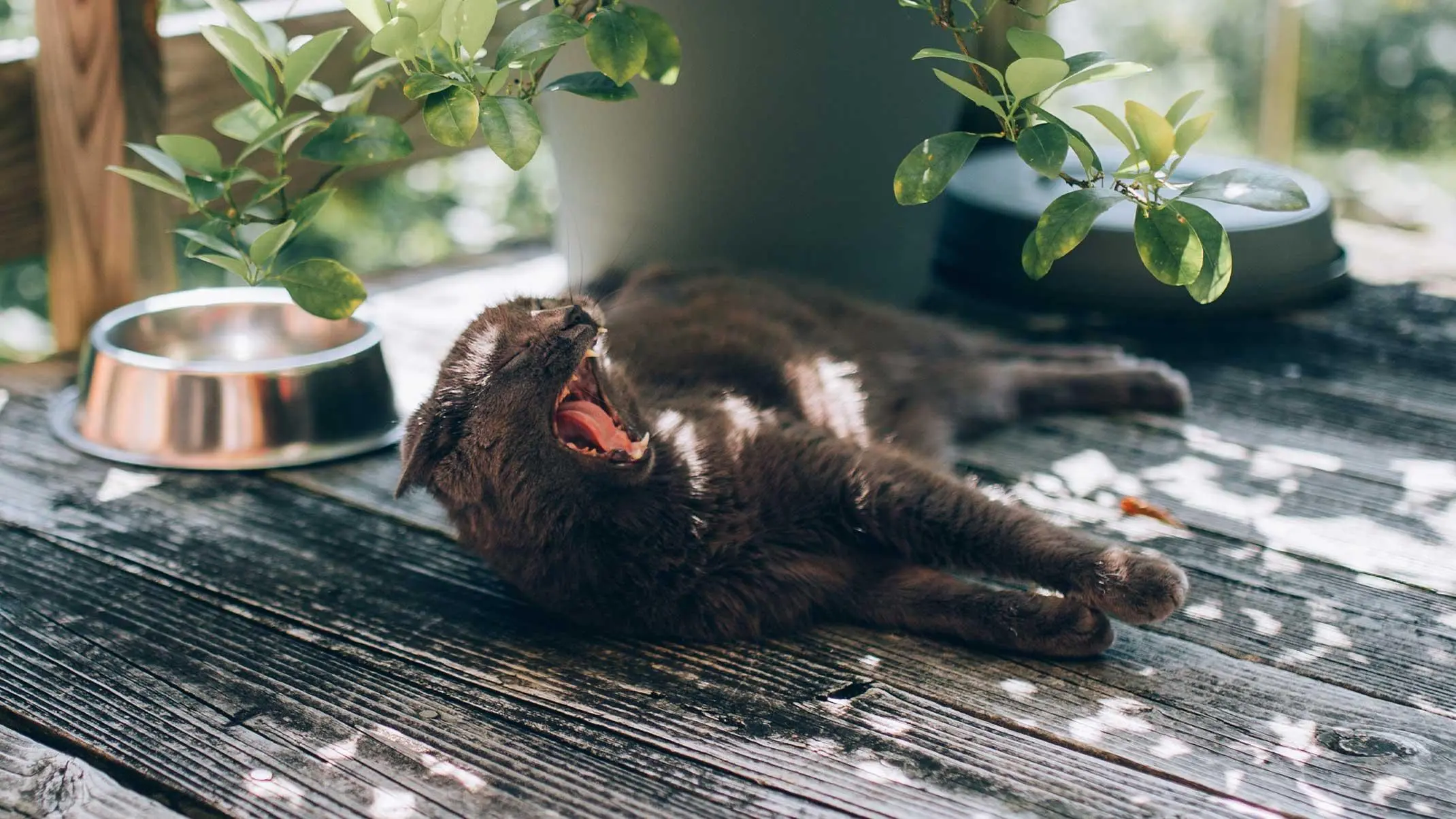 mèo nằm trong bóng râm há miệng thở khi trời nóng