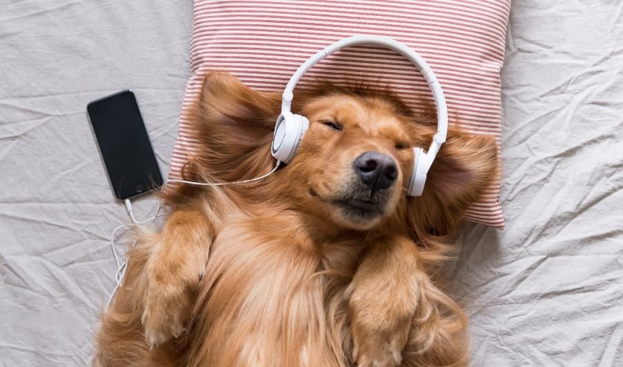Chó thư giãn khi nghe nhạc bằng tai nghe tại nhà, giúp tạo môi trường yên tĩnh và dễ chịu cho thú cưng.