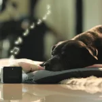 Cho thú cưng nghe nhạc, giúp tạo môi trường yên tĩnh và giảm căng thẳng cho thú cưng.