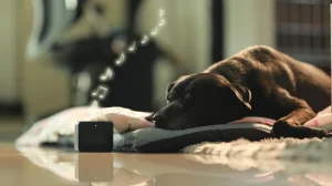 Cho thú cưng nghe nhạc, giúp tạo môi trường yên tĩnh và giảm căng thẳng cho thú cưng.