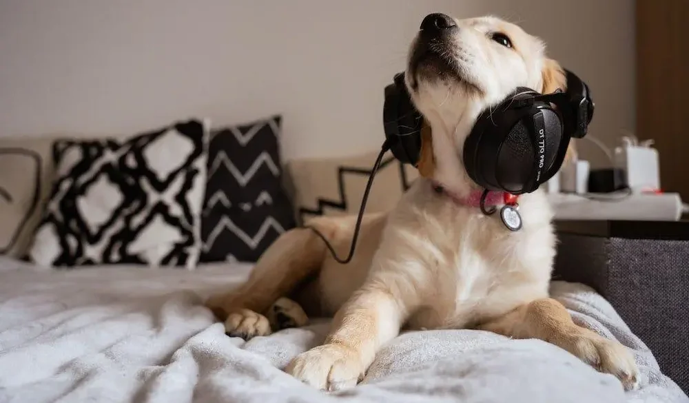 Chó nghe nhạc bằng tai nghe trong không gian tại nhà, giúp thư giãn và tạo cảm giác dễ chịu cho thú cưng.